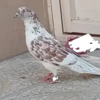کبوتر پرشی