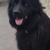 سگ ژرمن بلک
