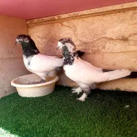 تعدادی کبوتر درجه یک
