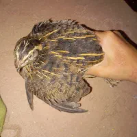 بلدرچین جفت و مرغ عشق ماده