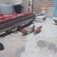 یک‌عدد‌مرغ‌‌با‌‌‌‌‌‌۱۱‌عدد‌جوجه