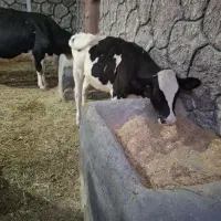 گوساله هلشتاین