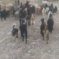 بز بی|حیوانات مزرعه|پلدختر, |دیوار