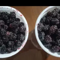شاتوت شارژ شد