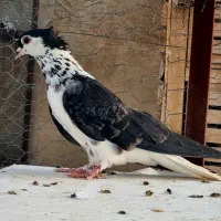 کبوتر دمگیر  گلین