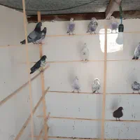 کفتر پرشی