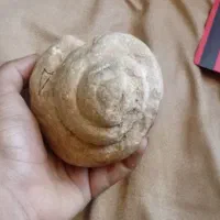 فسیل حلزون چند میلیون ساله