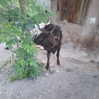 ورزای  نر چالوسی
