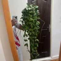 کاکتوس