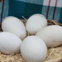 تخم غاز