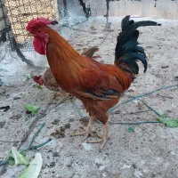 سلام دوعددخروس