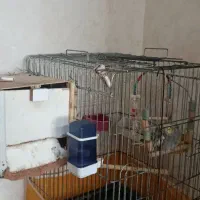 عروس هلندی مولد