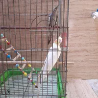 یک جفت عروس هلندی
