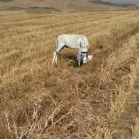 خر نر