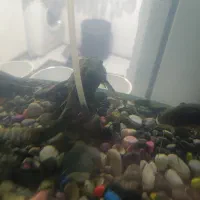 ماهی لجنخوار اسپورت 21سانتی