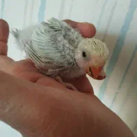جوجه سرلاکی کوتوله برزیلی