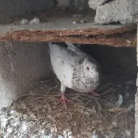 کبوتر