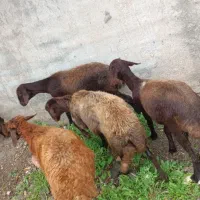 بره ماده برای قربانی