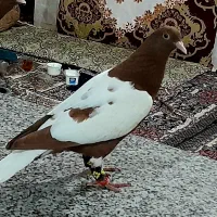 کفتر شتری