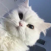 دو تا گربه ماده پرشین عروسکی