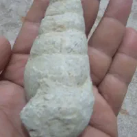 فسیل حلزونی قدیم