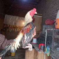 خروس نصل بالا