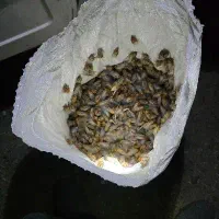 جیرجیرک جروک تازه تازه