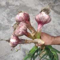سیر قرمز