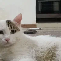 گربه گم شده