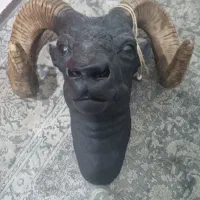 کله قوچ