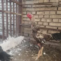 یک جفت لاری
