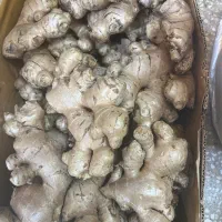 زنجفیل زجرفیل قهوه