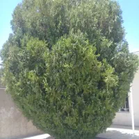 چیدن گشنیز