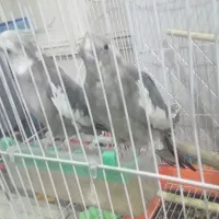 عروس هلندی دوجفت باهم فروش دوجفت ۳۸۰۰