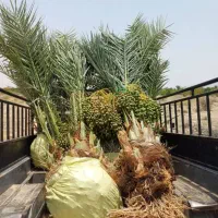 نخیلات