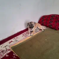 جکی  نژاد باکسر اصیل