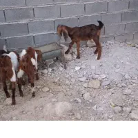 فروشی گوسفند