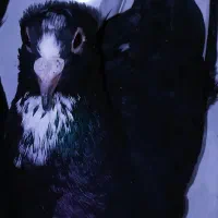 جفت پلنگ