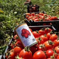 بذر گوجه نقد و اقساط به قیمت تعاونی