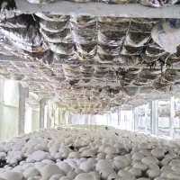 استخدام نیروی آقا در کارخانه قارچ
