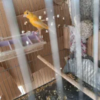 فروش قناری ماده 5 تخم  خوش رنگ.سهره .پرنده
