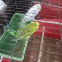 پرنده زینتی مرغ عشق