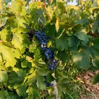 فروش انگور سیاه درجه یک کردستانی