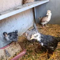 فروش جوجه چهل روزه گلین لری ، گردن لخت و پنگوئنی