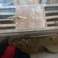 قفس جای مرغ