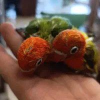 دنیای پرندگان سیلور