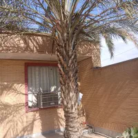 نخل ماده