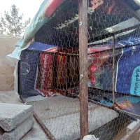 قفس مرغ کبوتر فنچ قناری سگ همه چی