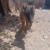 توله سگ|سگ|نهبندان, |دیوار
