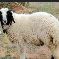 گوشت گوسفندی بره کهره بر میش